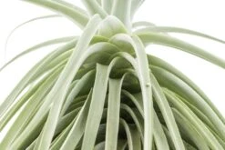 Huge Tillandsia Straminea 'Thick Leaf' - Specimen Plants - Limited Quantities -Air plant supply co. Tillandsia Air Plant Straminea 9