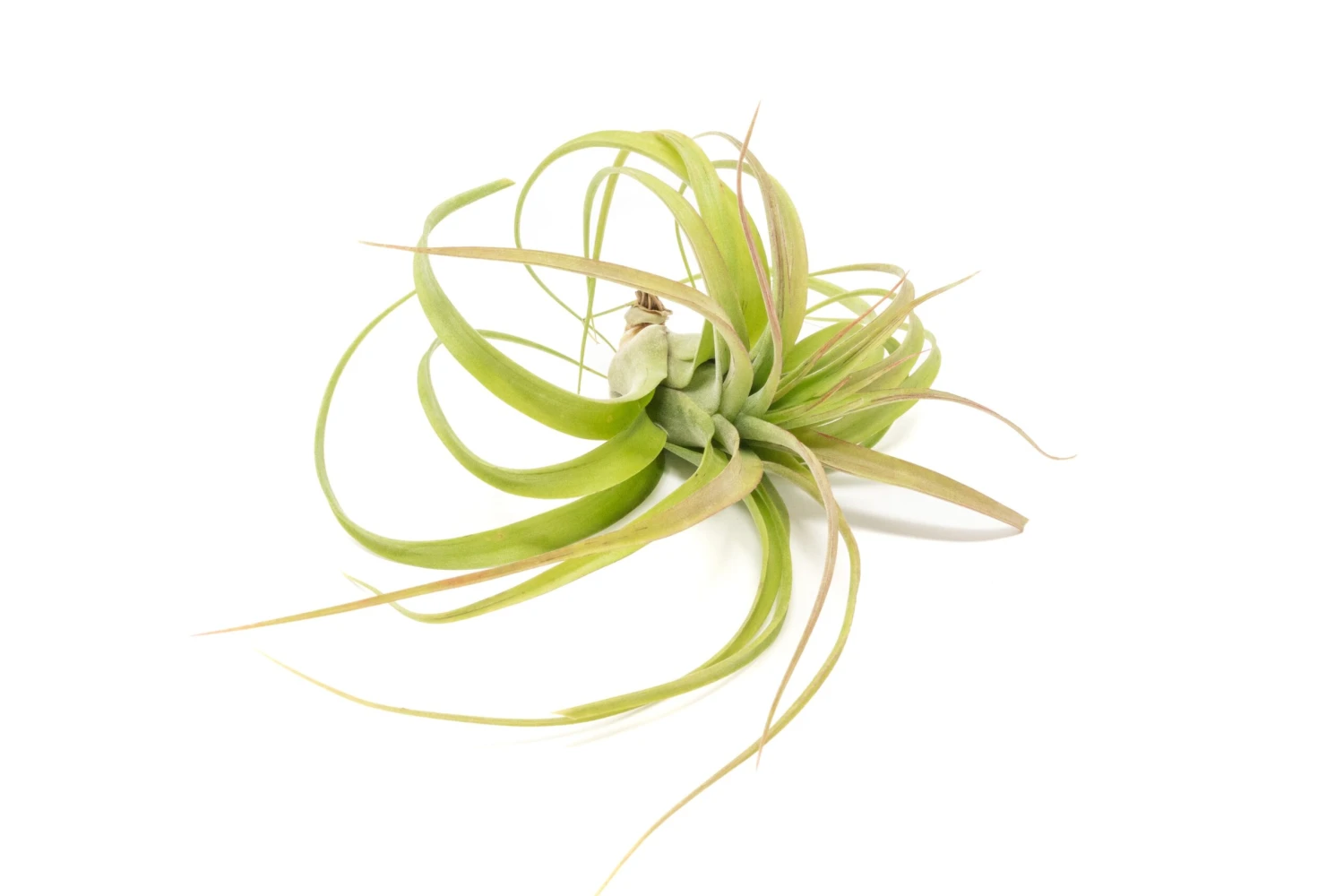Tillandsia Streptophylla Hybrid 'Eric Knoblock' Air Plants 2 Tillandsia Streptophylla Hybrid 'Eric Knoblock' Air Plants - Image 2