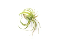 Tillandsia Streptophylla Hybrid 'Eric Knoblock' Air Plants -Air plant supply co. Tillandsia Air Plant Streptophylla Hybrid 2 scaled