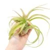 Tillandsia Streptophylla Hybrid 'Eric Knoblock' Air Plants