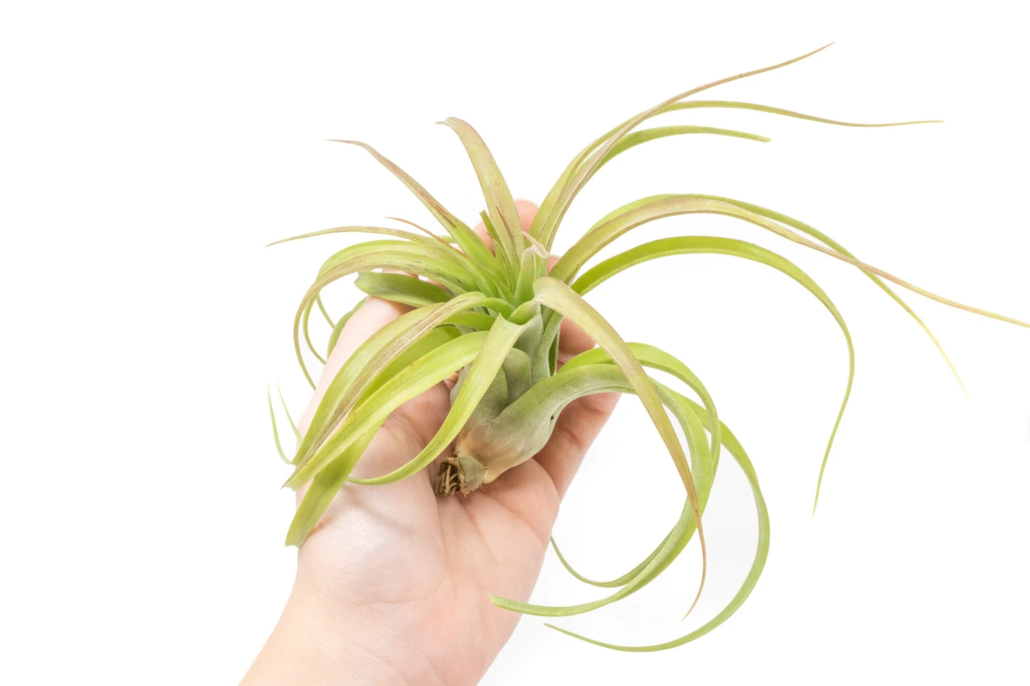 Tillandsia Streptophylla Hybrid 'Eric Knoblock' Air Plants 1 Tillandsia Streptophylla Hybrid 'Eric Knoblock' Air Plants