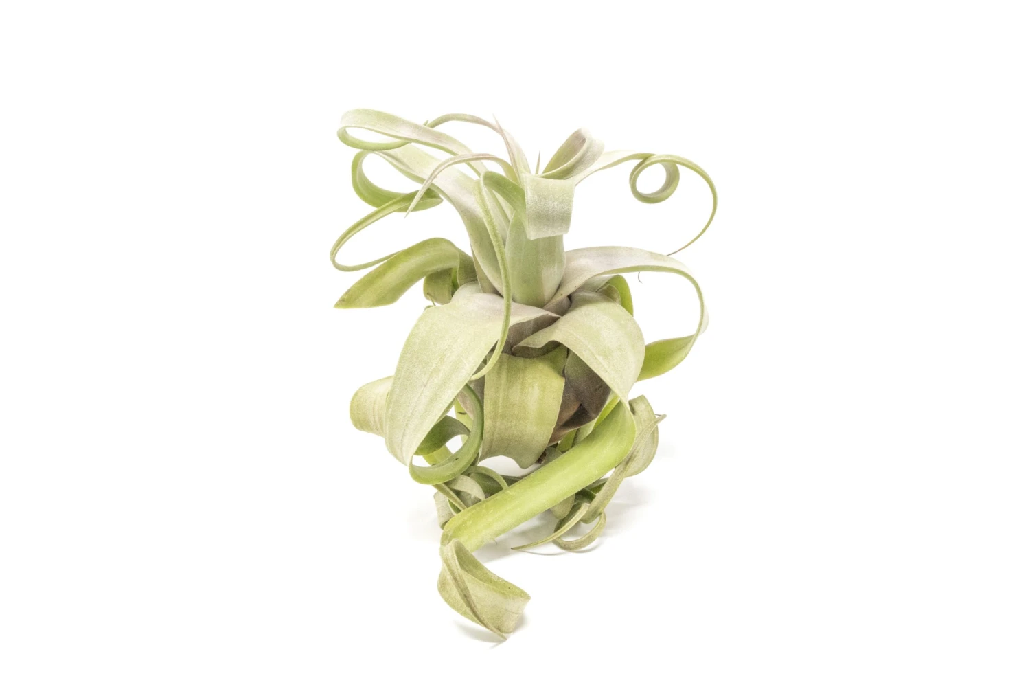 Jumbo Tillandsia Streptophylla Air Plants - Limited Quantities 1 Jumbo Tillandsia Streptophylla Air Plants - Limited Quantities