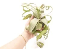 Tillandsia Streptophylla Air Plants - Multiple Sizes 14 Tillandsia Streptophylla Air Plants - Multiple Sizes -Air plant supply co. Tillandsia Air Plant Streptophylla Pure 2 8e2cce07 031d 4cdf 8c21 7cdf961842a3