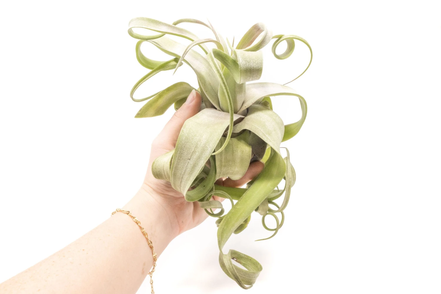 Air plant supply co. -Air plant supply co. Tillandsia Air Plant Streptophylla Pure 2 8e2cce07 031d 4cdf 8c21 7cdf961842a3 scaled