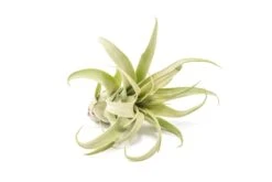 Jumbo Tillandsia Streptophylla Air Plants - Limited Quantities 6 Jumbo Tillandsia Streptophylla Air Plants - Limited Quantities -Air plant supply co. Tillandsia Air Plant Streptophylla Pure 3 37971ae7 8d56 4b64 a50a ce39c7532ab2