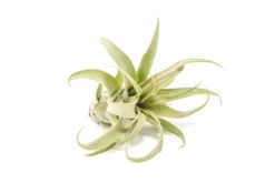 SALE - Tillandsia Streptophylla Air Plants - Set Of 3 Or 6 - 30% Off -Air plant supply co. Tillandsia Air Plant Streptophylla Pure 3 4f8ccff9 0ac1 4f08 acdb 48e720936655 scaled