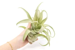 Jumbo Tillandsia Streptophylla Air Plants - Limited Quantities -Air plant supply co. Tillandsia Air Plant Streptophylla Pure 4 scaled
