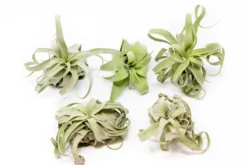 SALE - Tillandsia Streptophylla Air Plants - Set Of 3 Or 6 - 30% Off