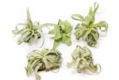 Tillandsia Streptophylla Air Plants - Multiple Sizes 20 Tillandsia Streptophylla Air Plants - Multiple Sizes -Air plant supply co. Tillandsia Air Plant Streptophylla Pure 5 40bb1484 7c3f 46df aa03 c45eaa67d328 1