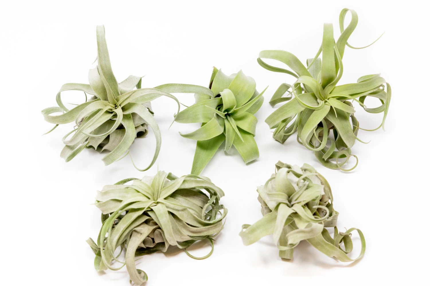 Tillandsia Streptophylla Air Plants - Multiple Sizes 10 Tillandsia Streptophylla Air Plants - Multiple Sizes - Image 10