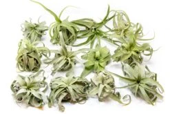 Tillandsia Streptophylla Air Plants - Multiple Sizes 21 Tillandsia Streptophylla Air Plants - Multiple Sizes -Air plant supply co. Tillandsia Air Plant Streptophylla Pure 6 9d44e931 1d08 4ed6 911f 5b8c700d8d2f