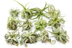 Tillandsia Streptophylla Air Plants - Multiple Sizes -Air plant supply co. Tillandsia Air Plant Streptophylla Pure 6 9d44e931 1d08 4ed6 911f 5b8c700d8d2f scaled
