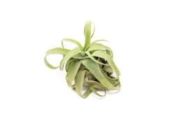 SALE - Tillandsia Streptophylla Air Plants - Set Of 3 Or 6 - 30% Off -Air plant supply co. Tillandsia Air Plant Streptophylla Pure 7