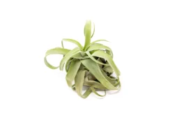 SALE - Tillandsia Streptophylla Air Plants - Set Of 3 Or 6 - 30% Off -Air plant supply co. Tillandsia Air Plant Streptophylla Pure 7 scaled