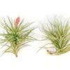 Blooming Available - Tillandsia Stricta Hybrid 'Magnificent' Air Plant