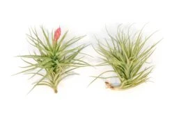 Blooming Available - Tillandsia Stricta Hybrid 'Magnificent' Air Plant