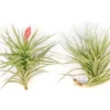 Blooming Available - Tillandsia Stricta Hybrid 'Magnificent' Air Plant