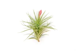 Collector's Choice Collection Of Tillandsia Air Plants -Air plant supply co. Tillandsia Air Plant Stricta85 2 scaled