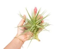 Blooming Available - Tillandsia Stricta Hybrid 'Magnificent' Air Plant -Air plant supply co. Tillandsia Air Plant Stricta85 3