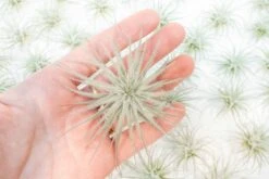 SALE - Tillandsia Tectorum Ecuador Air Plants - Set Of 3, 6 Or 9 - 25% Off -Air plant supply co. Tillandsia Air Plant Tectorum 16 1 f5941f3d fc0e 4574 9b0d 4fcbba51c724
