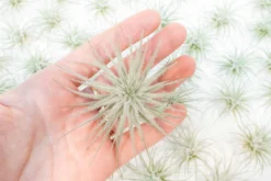 SALE - Tillandsia Tectorum Ecuador Air Plants - Set Of 3, 6 Or 9 - 25% Off -Air plant supply co. Tillandsia Air Plant Tectorum 16 1 f5941f3d fc0e 4574 9b0d 4fcbba51c724 scaled