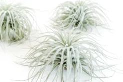 XL Tillandsia Tectorum Ecuador Air Plants -Air plant supply co. Tillandsia Air Plant Tectorum 1 scaled