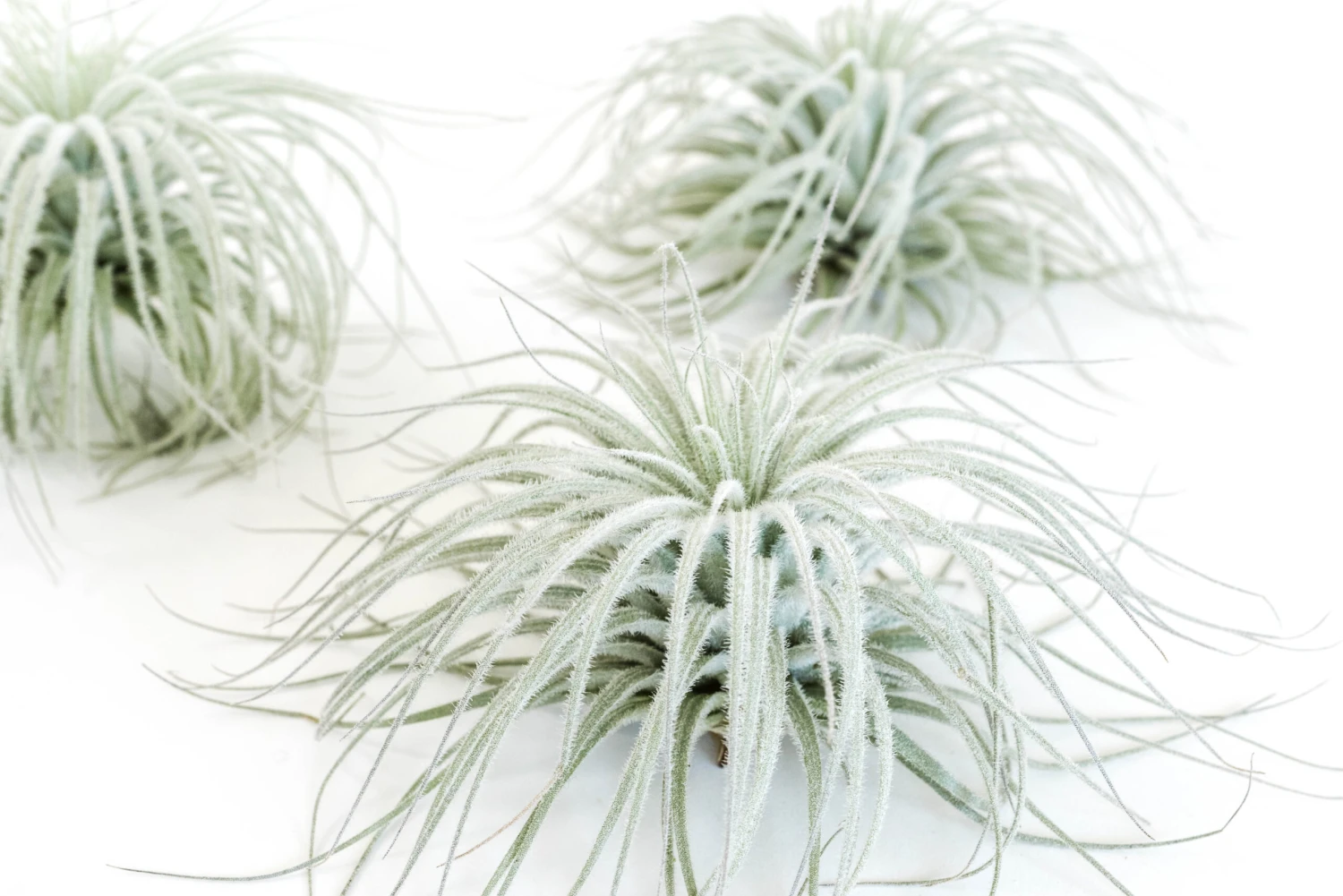 XL Tillandsia Tectorum Ecuador Air Plants 3 XL Tillandsia Tectorum Ecuador Air Plants - Image 3