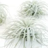 SALE - Tillandsia Tectorum Ecuador Air Plants - Set Of 3, 6 Or 9 - 25% Off