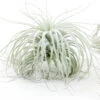 Tillandsia Tectorum Ecuador Air Plants