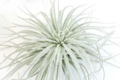 XL Tillandsia Tectorum Ecuador Air Plants -Air plant supply co. Tillandsia Air Plant Tectorum 4 27ae4622 d354 4a8b 9cd9 a788bded760f scaled