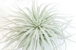 Tillandsia Tectorum Ecuador Air Plants -Air plant supply co. Tillandsia Air Plant Tectorum 4 8e48f315 ffc1 4e28 bc6f dff9d36a5663