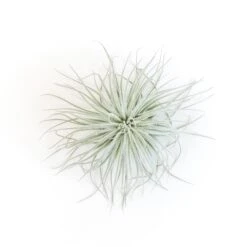 SALE - Tillandsia Tectorum Ecuador Air Plants - Set Of 3, 6 Or 9 - 25% Off -Air plant supply co. Tillandsia Air Plant Tectorum 5 7e121fe6 d4e9 47f3 ae4d fae81a586c97