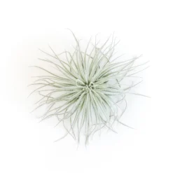 SALE - Tillandsia Tectorum Ecuador Air Plants - Set Of 3, 6 Or 9 - 25% Off -Air plant supply co. Tillandsia Air Plant Tectorum 5 7e121fe6 d4e9 47f3 ae4d fae81a586c97 scaled