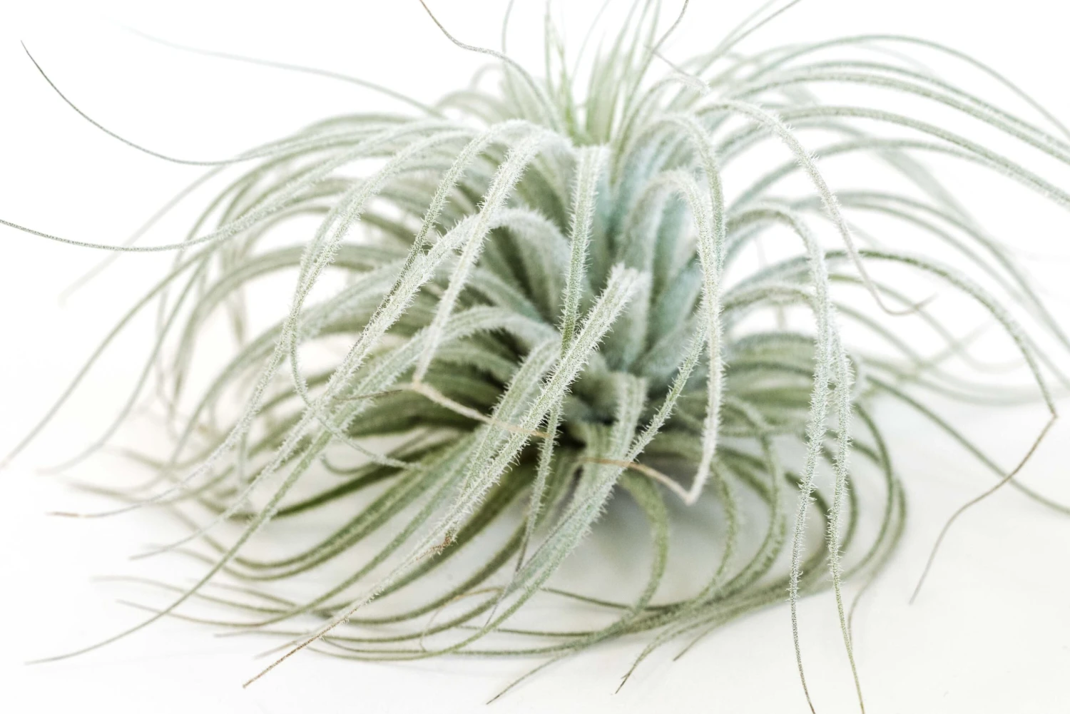 XL Tillandsia Tectorum Ecuador Air Plants 2 XL Tillandsia Tectorum Ecuador Air Plants - Image 2