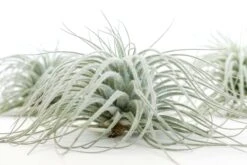 XL Tillandsia Tectorum Ecuador Air Plants 15 XL Tillandsia Tectorum Ecuador Air Plants -Air plant supply co. Tillandsia Air Plant Tectorum 7