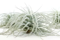 SALE - Tillandsia Tectorum Ecuador Air Plants - Set Of 3, 6 Or 9 - 25% Off -Air plant supply co. Tillandsia Air Plant Tectorum 7 8c30c809 9754 44c7 80fa eb804473b2d4 scaled