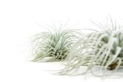 Tillandsia Tectorum Ecuador Air Plants -Air plant supply co. Tillandsia Air Plant Tectorum 8 31653fef c5d7 403e 825f 95501aaaa556