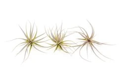 Tillandsia Tenuifolia Air Plants -Air plant supply co. Tillandsia Air Plant Tenuifolia 1 323b0afb 4571 4f0d a444 b98b65ce7edb