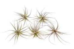 Tillandsia Tenuifolia Air Plants -Air plant supply co. Tillandsia Air Plant Tenuifolia 2