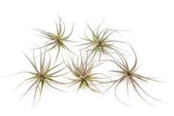 Tillandsia Tenuifolia Air Plants 9 Tillandsia Tenuifolia Air Plants -Air plant supply co. Tillandsia Air Plant Tenuifolia 2 scaled