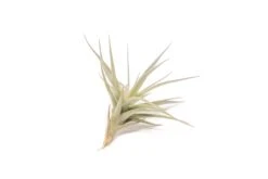 SALE - The Elegant Collection Of Tillandsia Air Plants - Set Of 10, 20, Or 30 - 60% Off -Air plant supply co. Tillandsia Air Plant Tenuifolia 6