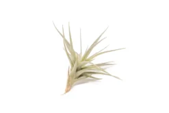 SALE - The Yucatan Collection Of Tillandsia Air Plants - Set Of 10 Or 20 - 50% Off -Air plant supply co. Tillandsia Air Plant Tenuifolia 6 4 1 scaled