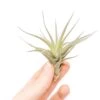 Tillandsia Tenuifolia Air Plants