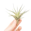 Tillandsia Tenuifolia Air Plants
