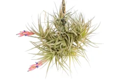 Tillandsia Tenuifolia Air Plant Clumps