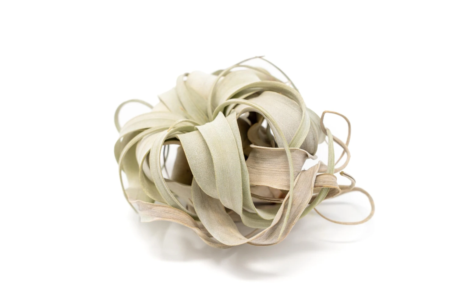 TLC - Small Tillandsia Xerographica In Need Of Love 1 TLC - Small Tillandsia Xerographica In Need Of Love