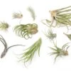 SALE - Tillandsia Air Plants In Need Of Tender Loving Care - 50% Off