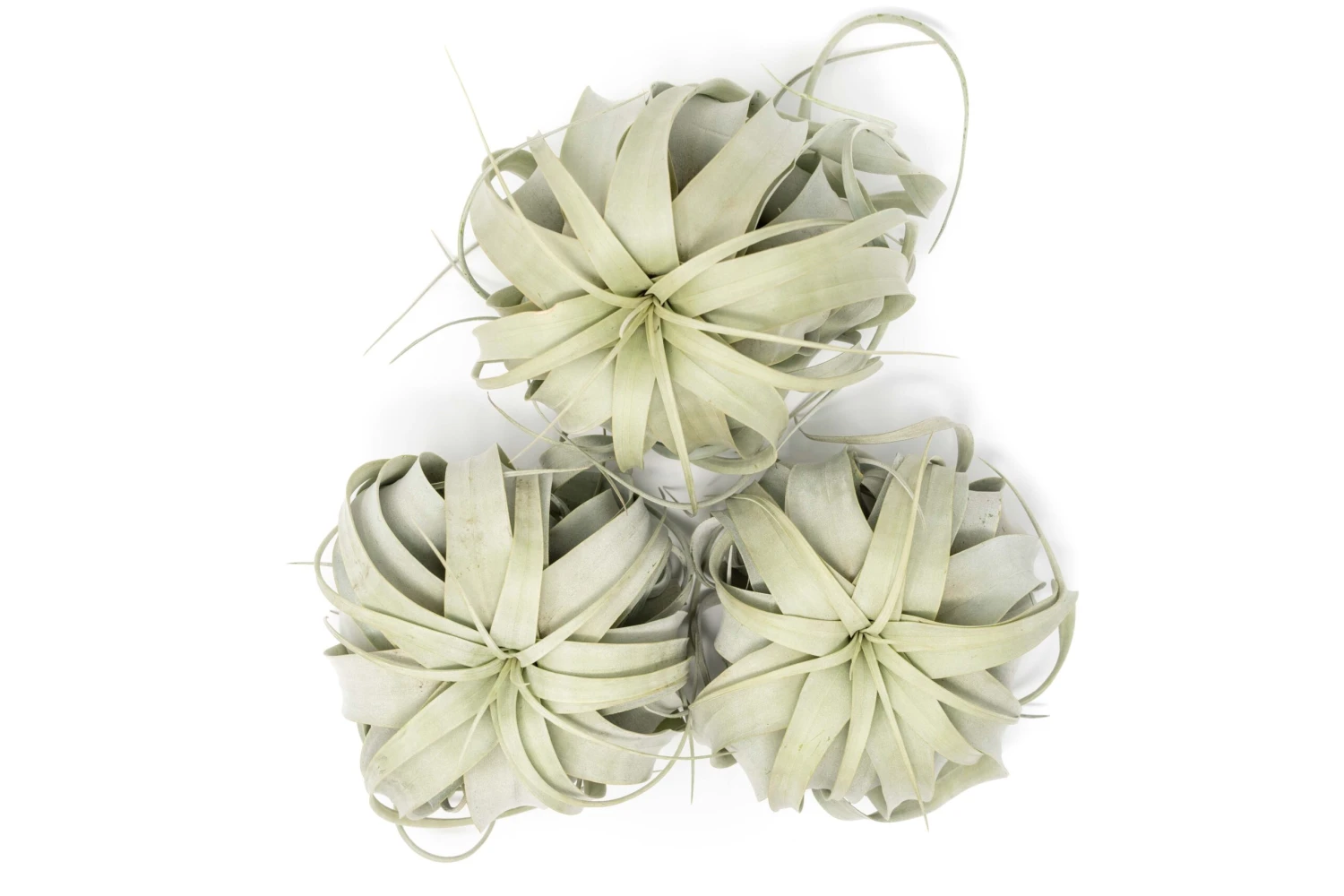 SALE - Large Tillandsia Xerographica - Set Of 3 Or 6 Air Plants - 40% Off 2 SALE - Large Tillandsia Xerographica - Set Of 3 Or 6 Air Plants - 40% Off - Image 2