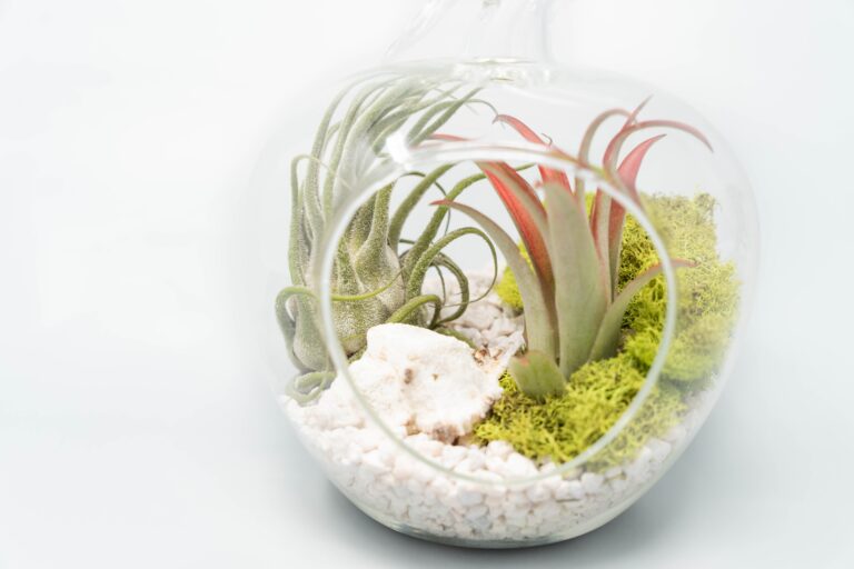 Air plant supply co. -Air plant supply co. Tillandsia Air Plant Terrarium Apple 3 768x512 1