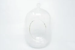 Capsule Terrarium With Moss And Tillandsia Air Plants -Air plant supply co. Tillandsia Air Plant Terrarium Capsule 3 scaled